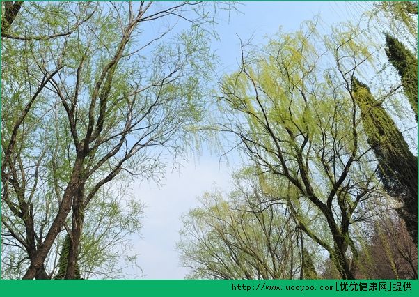 清明節回傢好嗎？清明節能走親戚嗎？(3)