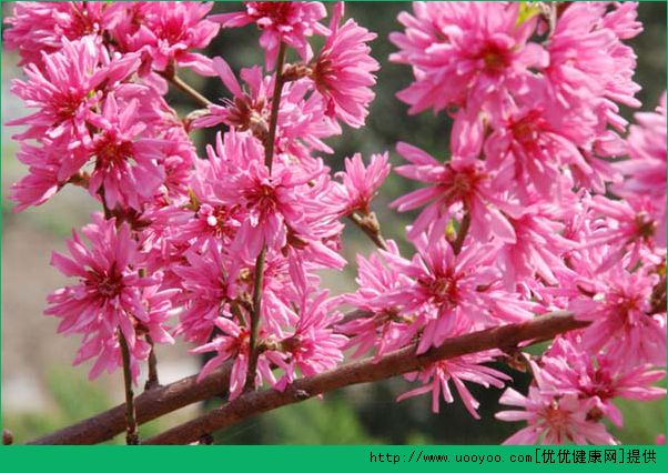 踏青要準備什麼？踏青有哪些註意事項？(4)