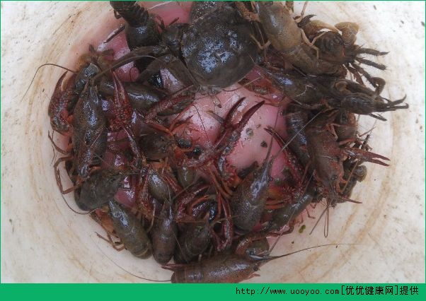 怎麼釣龍蝦？釣龍蝦怎麼釣？(2)