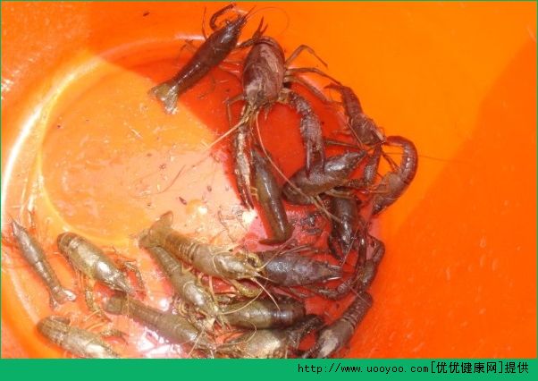 怎麼釣龍蝦？釣龍蝦怎麼釣？(3)