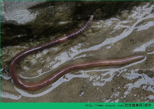 用什麼釣龍蝦最好?釣龍蝦用什麼餌最好?(2)