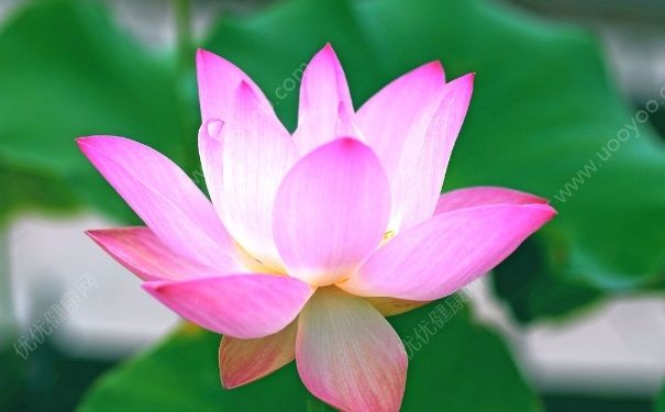 夏天開的花有哪些？什麼花在夏天開放？(2)