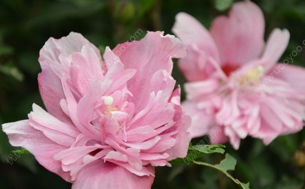 夏天開的花有哪些？什麼花在夏天開放？(3)