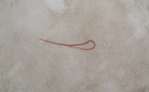 紅線蟲是什麼樣子的？紅線蟲有什麼作用？(2)