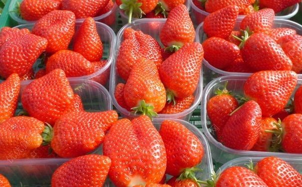 摘草莓是什麼季節？什麼時候摘草莓最好？(2)
