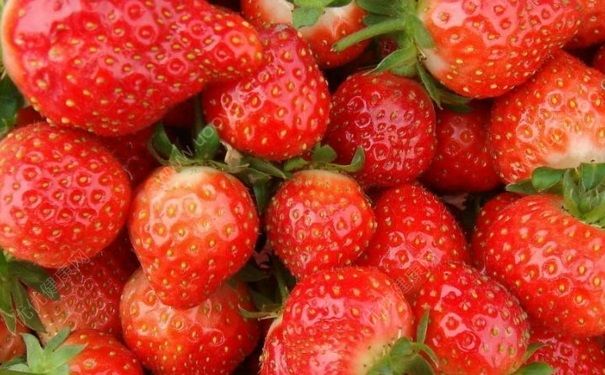 摘草莓是什麼季節？什麼時候摘草莓最好？(3)