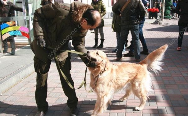 獨居老人洗澡摔傷致死身有咬痕，疑傢犬拖拽救主未成功(2)