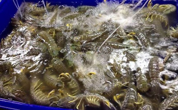 三亞兩傢海鮮店在公平秤上做手腳宰客，警方拘留3名涉案人員(2)