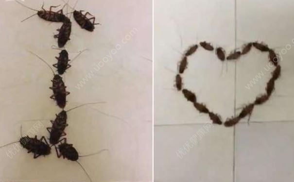 男生用38隻蟑螂拼成“I love U”告白，蟑螂的危害有哪些？(2)