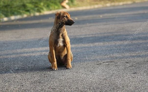 光棍節單身免票遊張傢界，核心景區武陵源免門票3天！(3)