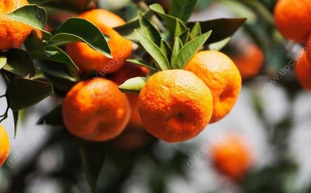 冬天吃橘子要註意些什麼？冬天吃橘子的註意事項有哪些？(2)