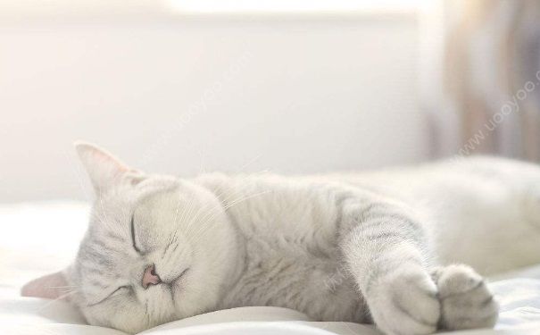 哪些睡眠姿勢是錯誤的?怎樣的睡眠姿勢更加健康?(2)